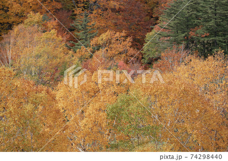 紅葉の背景 74298440