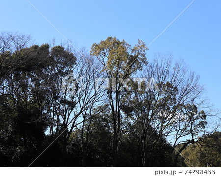西神中央公園の冬景色葉っぱ少ない　公園 74298455