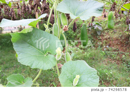 bottle gourd leaf closeup on firm 74298578