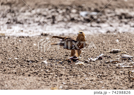 Black kite flying, Ethiopia safari wildlife 74298826
