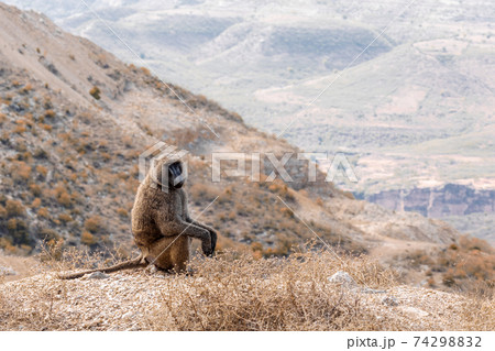 chacma baboon, Ethiopia, Africa wildlife 74298832
