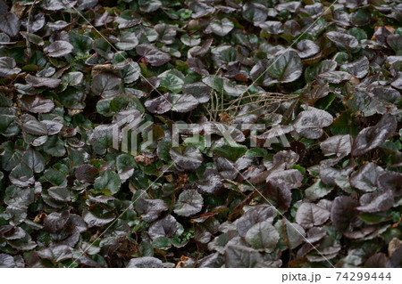 静岡県　前黒法師山　イワカガミの群生 74299444