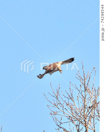 公園のチョウゲンボウ雄 74299544