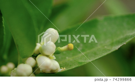 Lemon flowers that are about to become a lemon. 74299866