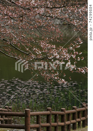 鳥取　四季の散歩　春　桜の園 74299884