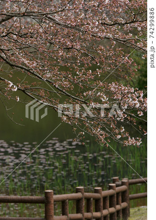 鳥取　四季の散歩　春　桜の園 74299886