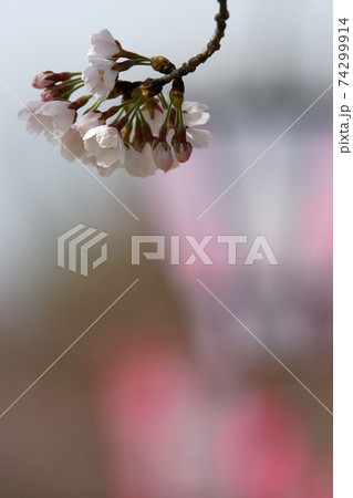 鳥取　四季の散歩　春　桜の園 74299914