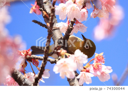 日本一早咲きの日南寒咲1号の桜戯れるメジロ 74300044