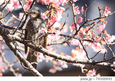 日本一早咲きの日南寒咲1号の桜戯れるヒヨドリ 日本一早咲きの日南寒咲1号の桜戯れるヒヨドリ 74300045