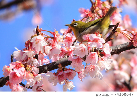 日本一早咲きの日南寒咲1号の桜戯れるメジロ 日本一早咲きの日南寒咲1号の桜戯れるメジロ 74300047