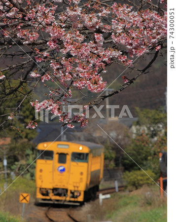 日本一早咲きの日南寒咲1号の桜が咲く北郷駅に到着のキハ40 日本一早咲きの日南寒咲1号の桜が咲く北郷駅に到着のキハ40 74300051