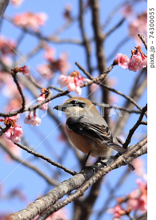 日本一早咲きの日南寒咲1号の桜戯れるメジロ狙うモズ 日本一早咲きの日南寒咲1号の桜戯れるメジロ狙うモズ 74300055