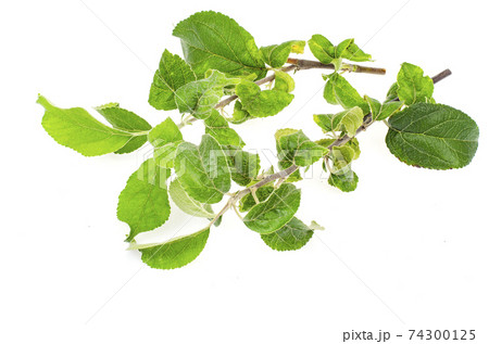 Apple tree twigs with diseased leaves. Photo Apple tree twigs with diseased leaves. Photo 74300125