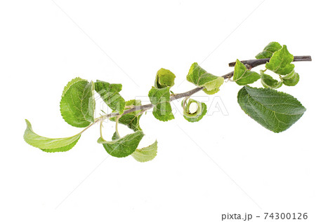 Apple tree twigs with diseased leaves. Photo Apple tree twigs with diseased leaves. Photo 74300126