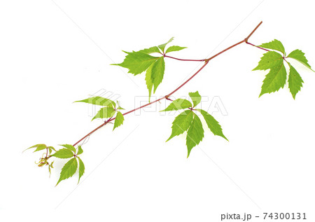Parthenocissus branch with green leaves isolated on white background. 74300131