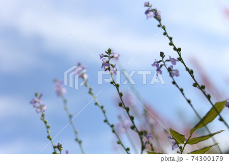 道の片隅に咲く小さめな紫色の花マツバウンランの写真素材