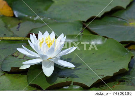 白い花びらがとても綺麗な睡蓮の花の写真素材