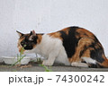 餌を食べる野良猫 74300242