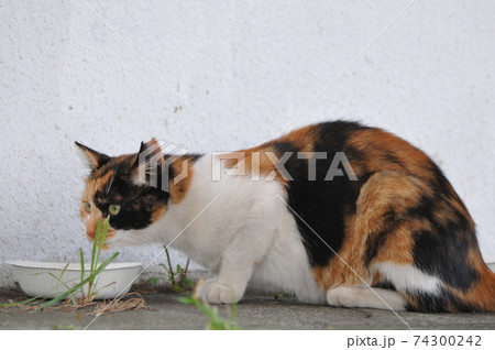 餌を食べる野良猫 74300242