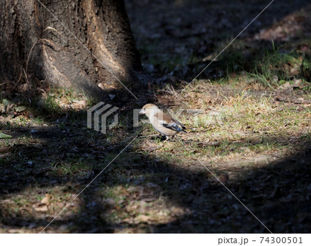 公園のシメ 74300501