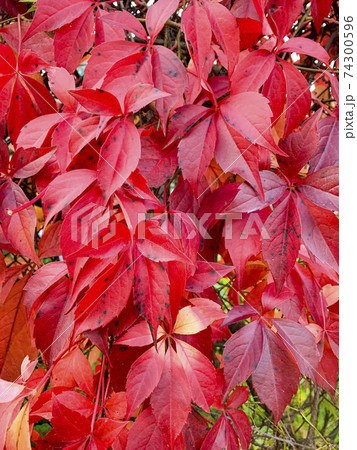 Background, texture of autumn bright colorful leaves of Parthenocissus 74300596