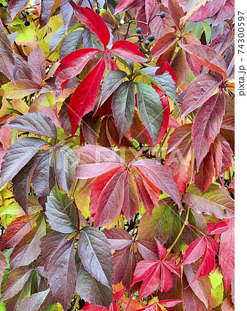 Background, texture of autumn bright colorful leaves of Parthenocissus 74300597