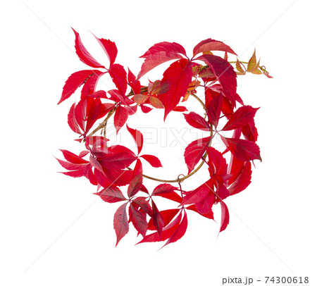 Branch with red autumn leaves Parthenocissus isolated on white background. Studio Photo 74300618