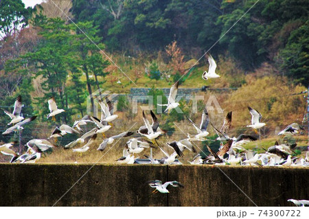 防波堤を飛び立つ海鳥の群れ 74300722