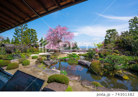 京都　正法寺（しょうぼうじ）の枝垂れ桜　　 74301382