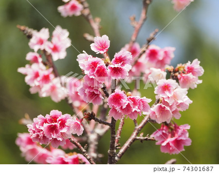沖縄のサクラ、緋寒桜（ヒカン）、寒緋桜（カンヒ） 74301687