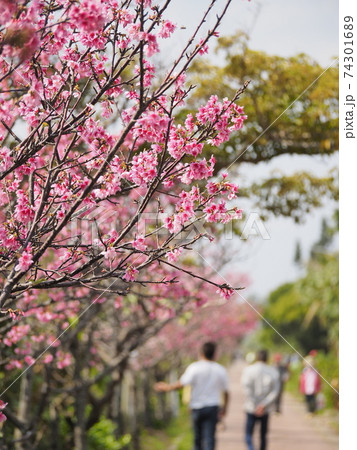 沖縄のサクラ、緋寒桜（ヒカン）、寒緋桜（カンヒ） 74301689