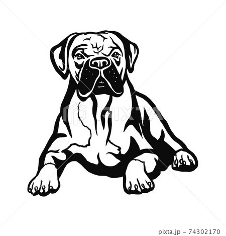 Boxer Dog - Vector Isolated Illustration On... - Stock Illustration  [74302170] - Pixta
