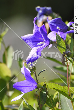 キキョウ 明るい陽射しの中に咲く複数の花 縦長の写真 キキョウ 明るい陽射しの中に咲く複数の花 縦長の写真 74302709