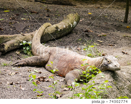 シンガポール動物園のコモドドラゴンの写真素材