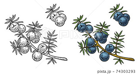 Branch of Juniper with berries. Vintage vector color engraving 74303293
