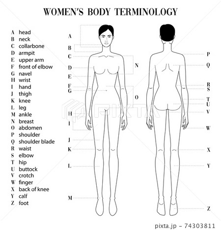 Womens body terminology. Womens body terminology. 74303811