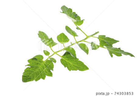 Single green leaf of tomato isolated on white background. Single green leaf of tomato isolated on white background. 74303853
