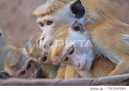 トクモンキー 74304084