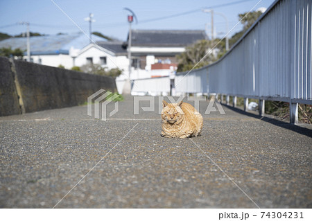 神奈川県三浦市江奈湾の歩道で日向ぼっこをするネコ 神奈川県三浦市江奈湾の歩道で日向ぼっこをするネコ 74304231