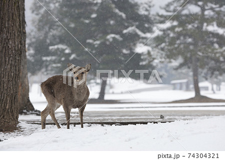 雪の奈良公園を歩く鹿 雪の奈良公園を歩く鹿 74304321