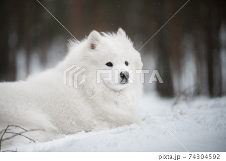 Beautiful fluffy Samoyed white dog is in the winter forest 74304592