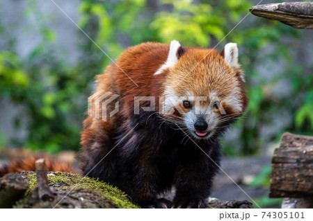 The red panda, Ailurus fulgens, also called the lesser panda. 74305101