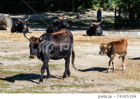 Heck cattle, Bos primigenius taurus or aurochs in the zoo Heck cattle, Bos primigenius taurus or aurochs in the zoo 74305104