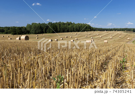 stacks of their wheat straw 74305241