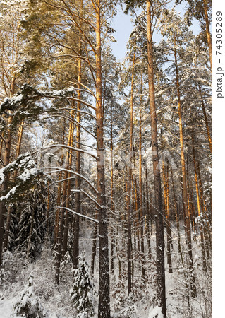 firs and pines in the winter season firs and pines in the winter season 74305289