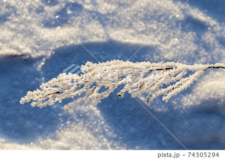 snow drifts and plants in winter snow drifts and plants in winter 74305294