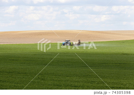 agricultural wheat crops during processing with a tractor from parasites 74305398