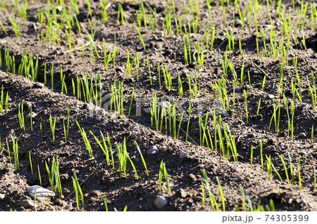 sprouts of wheat in Eastern Europe 74305399