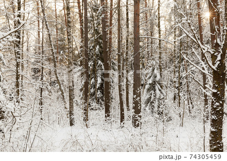 frosty winter after snowfall with bare deciduous trees frosty winter after snowfall with bare deciduous trees 74305459