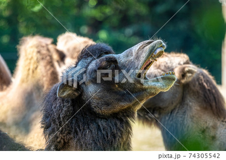 Bactrian camel, Camelus bactrianus in a german zoo 74305542